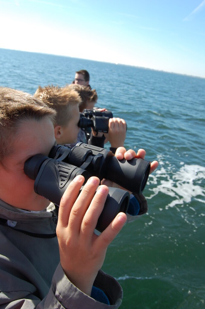 Zeehondjes spotten op de Oosterschelde